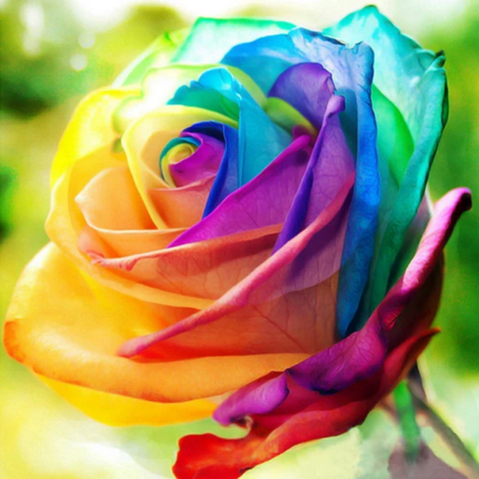 Rainbow Rose Seeds