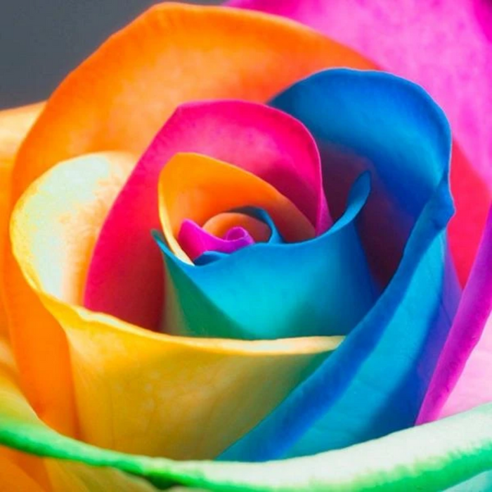 Rainbow Rose Seeds