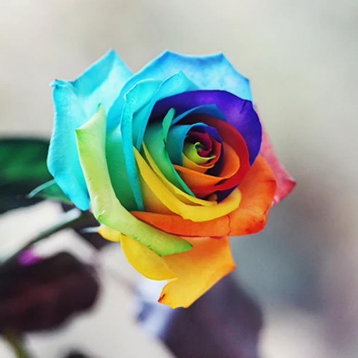 Rainbow Rose Seeds