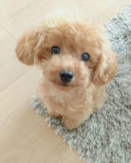 Realistic Teddy Dog Lucky